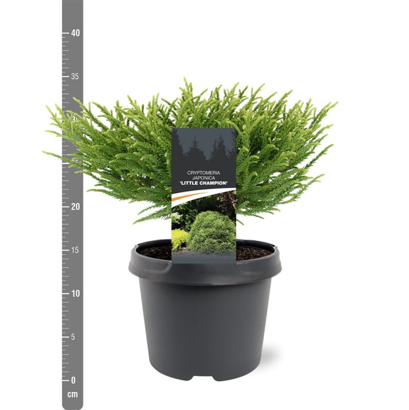 Cryptomeria j. 'Little Champion' - C3 25-30 CM